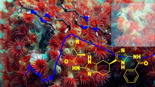 Explorando el Tesoro Químico del Océano: Descubrimiento de una nueva familia de alcaloides llamadas Terrazoantinas 