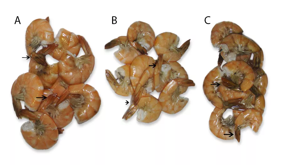 Camarones cosechados con tratamientos de: a. Allium sativum; b. Morinda citrifolia; c. Control.